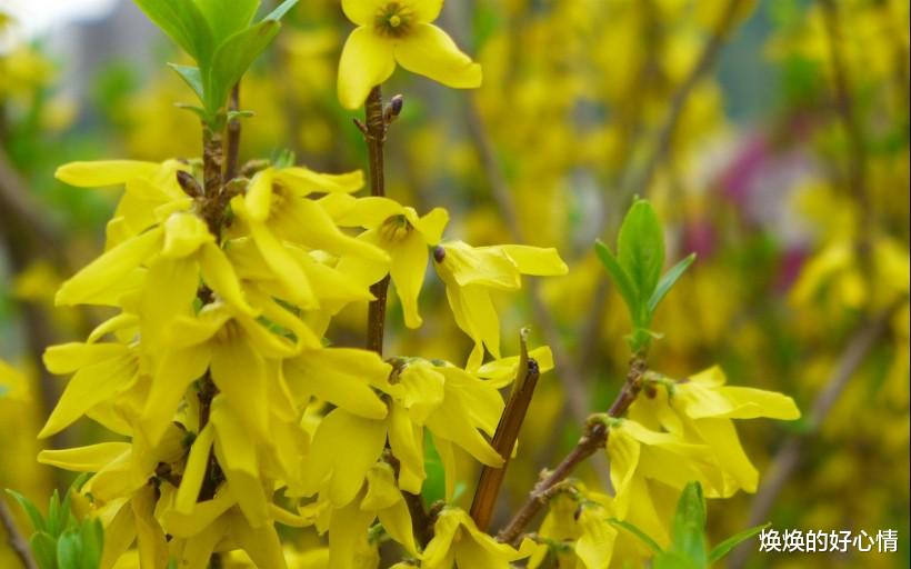「生肖」姻缘开花，桃花灿烂，7月起真爱来袭，此生不负的四大生肖