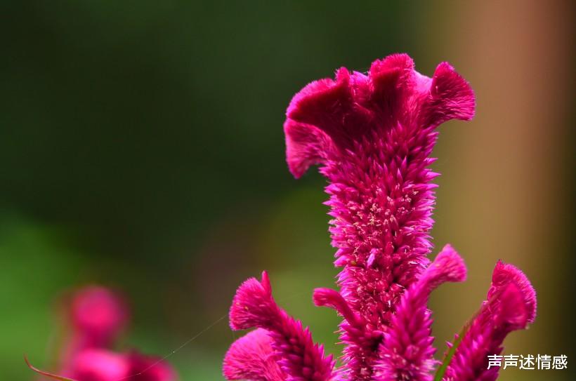 『生肖』未来3个月，桃花运旺到爆，积极抓住机会，获得美好姻缘的4大生肖