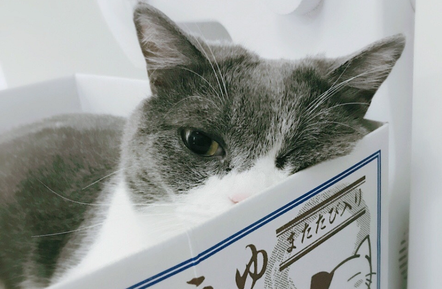 独眼猫真的健康吗？听说不吉利？