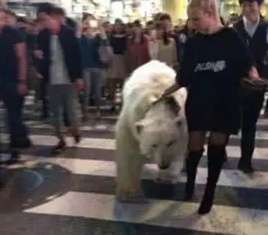 带奇特宠物逛街，引起全城轰动，比女汉子还彪