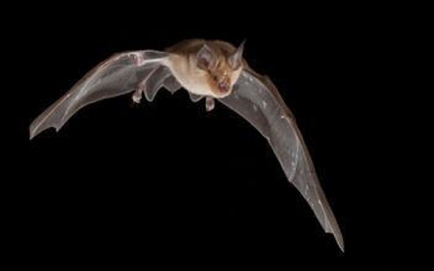 起底疫情“罪魁祸首”：携带超4100种病毒，自身免疫力惊人