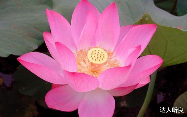 生肖|9月开始事业大顺，好事不重样，皇天不负有心人的4大生肖