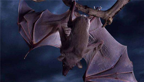 【化石】蝙蝠祖先是谁?1.25亿年的化石揭开神秘面纱,专家:怎么下得去口