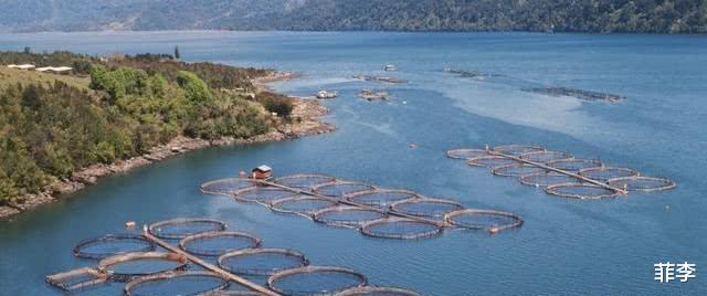『』曾标榜健康的昂贵进口海鲜，幕后养殖真相被曝光之后，堪比垃圾食品