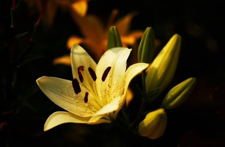 生肖|未来3个月，获得巨大的财富，姻缘美满，生活富足的4大生肖