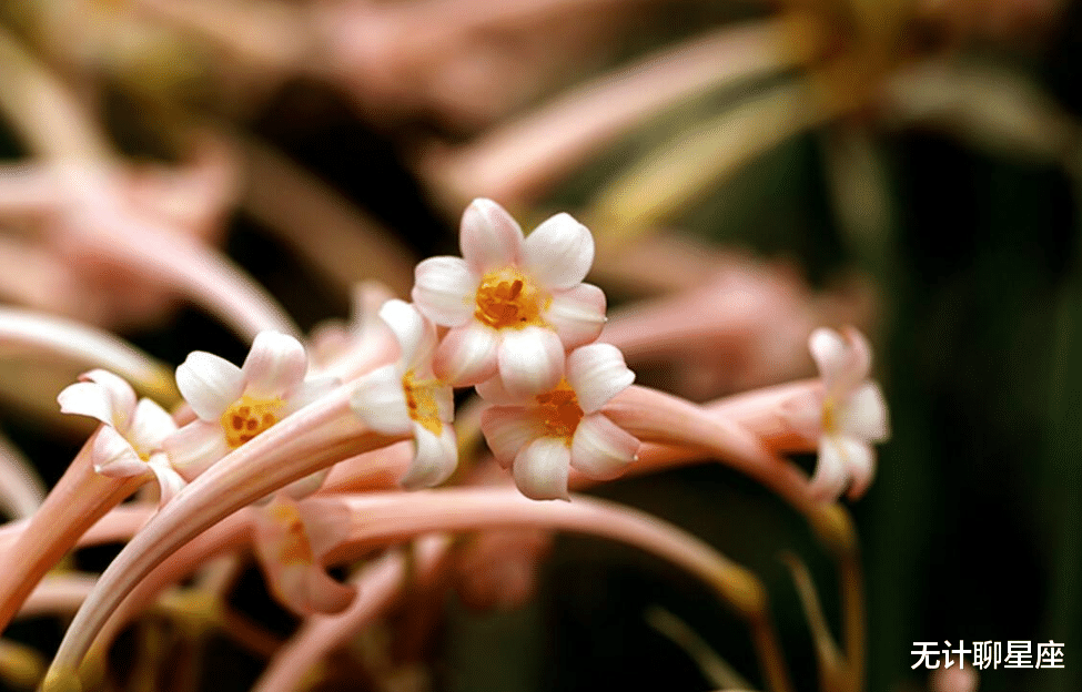 |未来五天，注定要脱单的这4个星座，做好这些，良缘自到