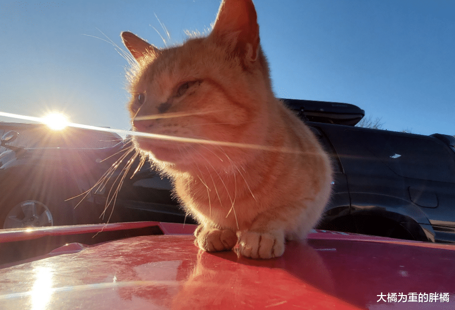 女子的爱车太显眼，橘猫领着一大堆朋友来“蹭车”，还能有吃有喝