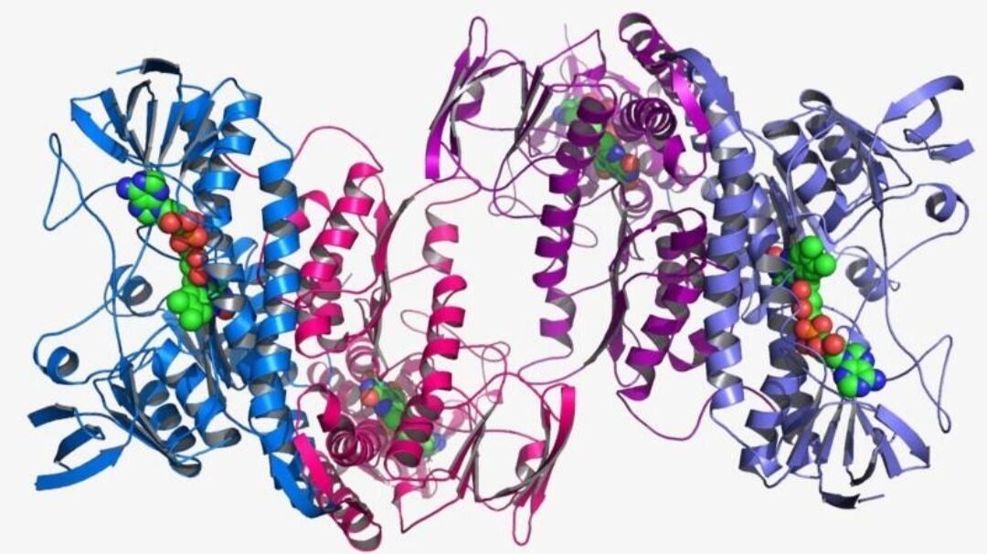 神经元|麻醉剂起作用时，从科学角度讲：你的大脑处于短暂死亡状态！