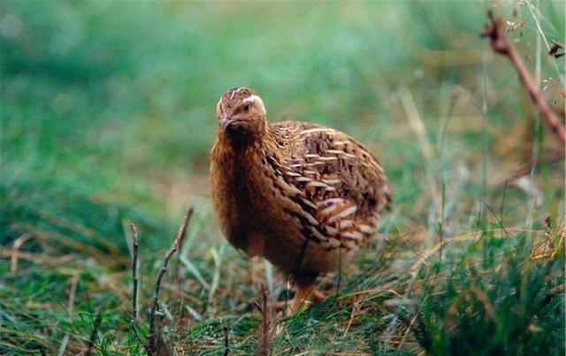 雄激素|别嫌它丑，却是天然“雄激素”，常吃点，养肾护肾，更具男人味