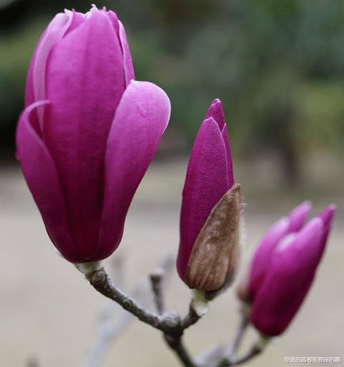 吉星|未来三个月，4属相吉星庇佑，翻身迎富贵，前程一片辉煌