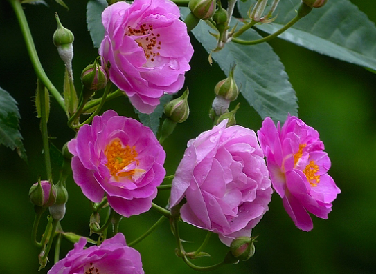 运势@6月运势逆袭，4属相财源滚滚，大喜不断，钞票堆成山，过上好日子