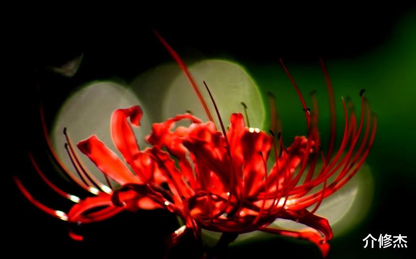 『生肖』7月，桃花闪现，情缘将至，得遇良人，牵手真爱，顺利脱单的生肖