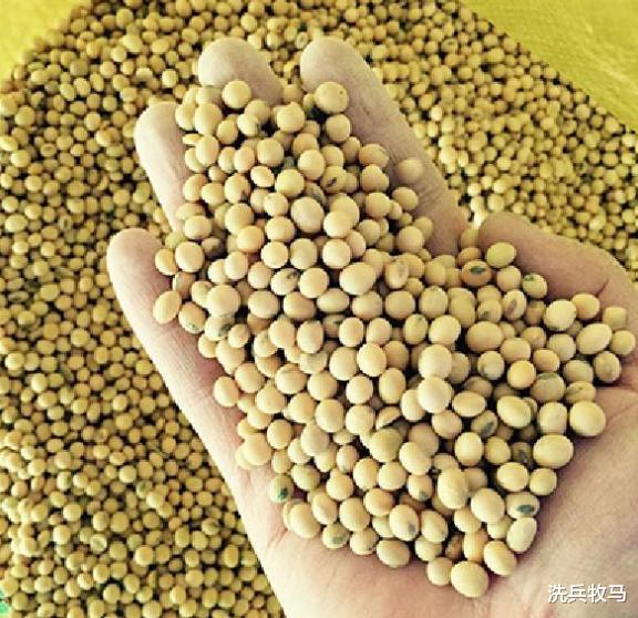 |美国不赚钱也要把大豆卖给我们？不是为了示好，小心机早已被看穿