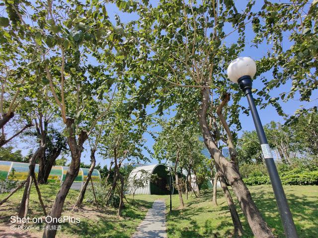 夏普|便宜一定没好货？这些5G性价比神机啪啪打脸