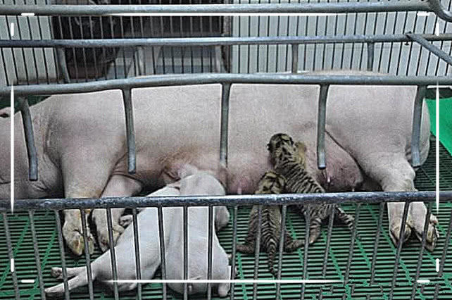 母猪被迫喂养小虎崽，小老虎长大后，结局塞心