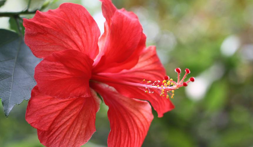 生肖|7月下旬这三生肖好运来临，事业如意，财源滚滚来