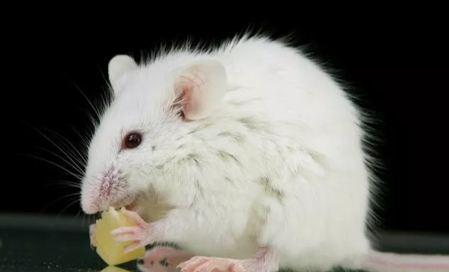 『属鼠』属鼠人：“吉中藏喜”，并且是“两大喜事”，不接不吉！