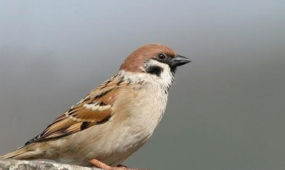 昆虫|为什么会有“麻雀养不活”的说法?