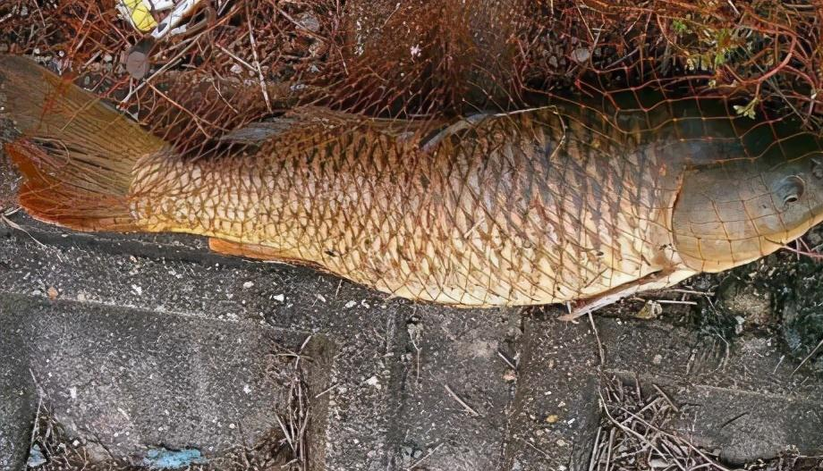 大米|老钓手压箱底的药酒配方！野钓鲫、鲤效果显著，渔获提升3倍