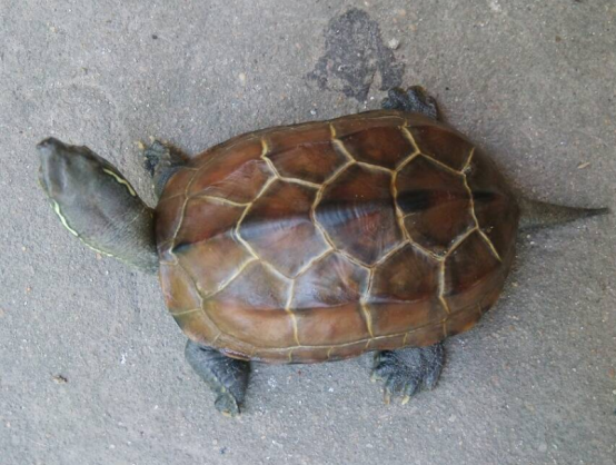 为什么乌龟如此受欢迎？养它的确有很多优点，表现在这些方面