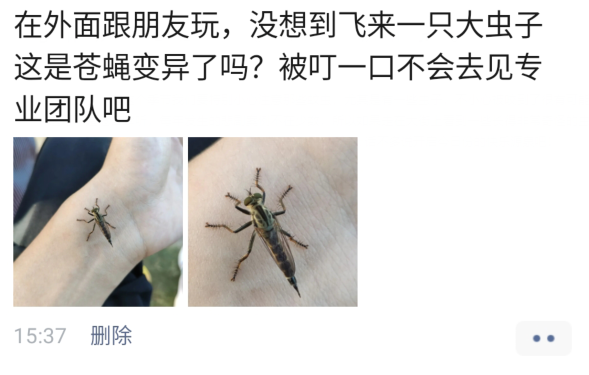[]“这是苍蝇变异了吗？弱弱问一下，被叮一口不会去见专业团队吧？”