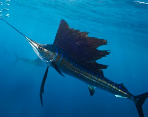 旗鱼@大自然中，旗鱼和剑鱼就像双胞胎一样，如果它们在水下对打，剑鱼完胜旗鱼！