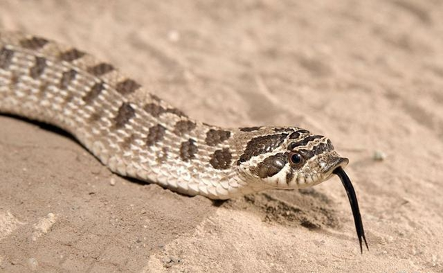 毒蛇|身为毒蛇的猪鼻蛇，为什么遇到危险就“装死”，从不敢主动攻击？