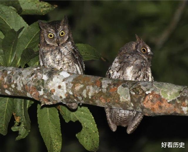 猫头鹰：古人告诉你，这些不祥之兆，代表着死亡临近