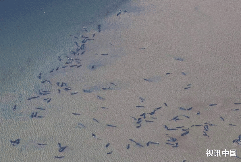 宋慧乔|澳大利亚塔斯马尼亚岛超470头鲸鱼搁浅，为近十年来最大规模