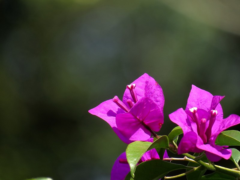 白羊座|8月上旬内，桃花遍地，月老赐福，注定遇到真爱走向幸福的4大星座