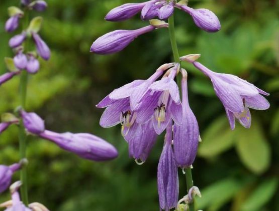 「属狗」婚后“起早贪黑”的三种生肖女，为家庭劳碌一生，孩子很有出息