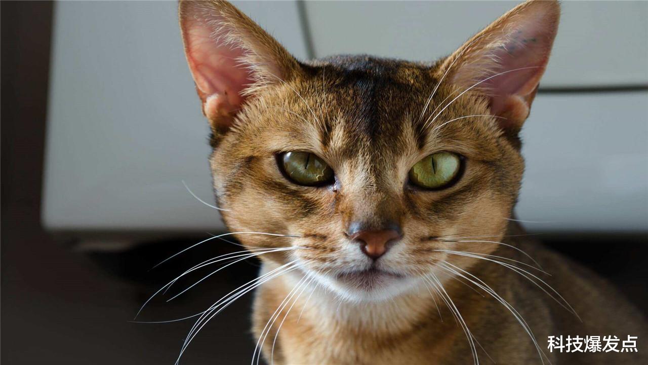 狮子|这4种动物,并非是自然界孕育的,而是人类科学实验的结果!