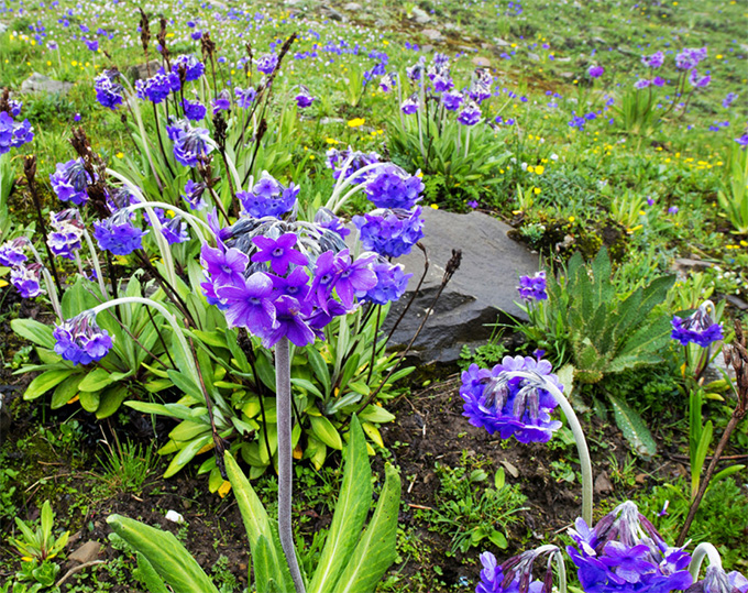 「川西」五一小长假，我们一起邂逅川西最美藏寨，聆听最美的诗与远方
