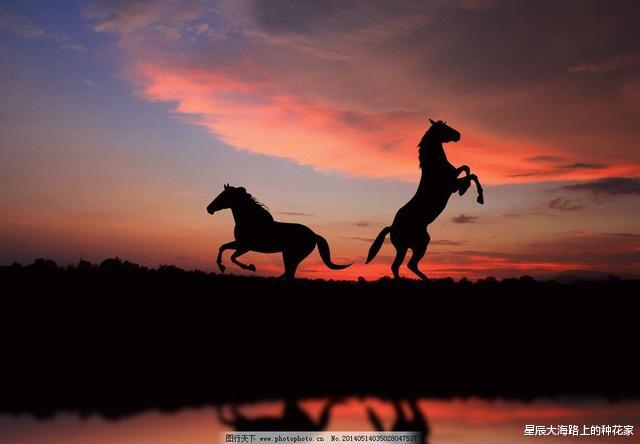 |人为什么要给马钉马掌,而野马却不需要?钉在马蹄上,马不疼吗?