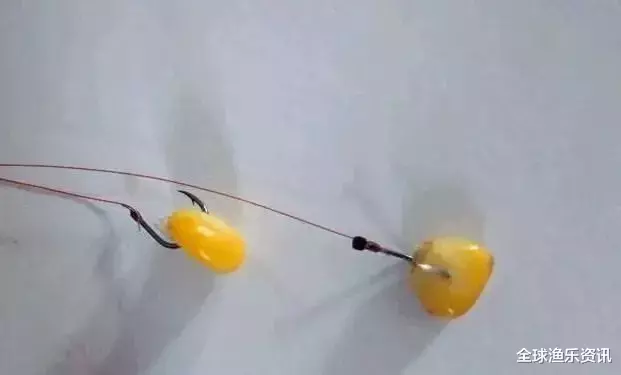 「玉米」觉得玉米钓鱼不好使？把这3点弄明白了，人人都能弯弓战巨物！