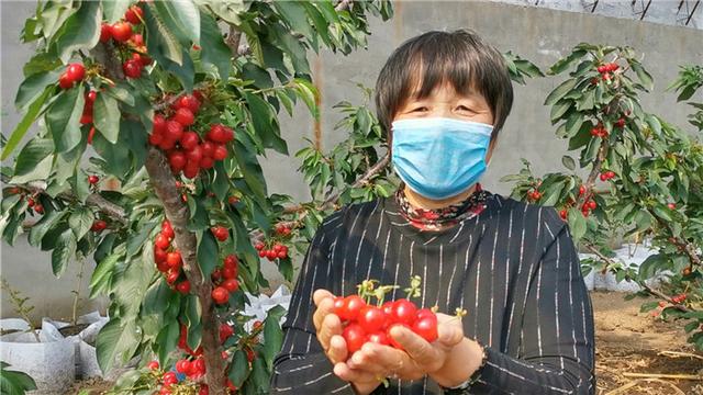 『ETC』双阳采摘记③｜樱桃红了