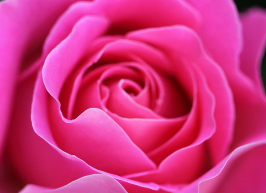 #属鸡#未来15天,4属相贵人辅助,财星临门,横财接二连三来