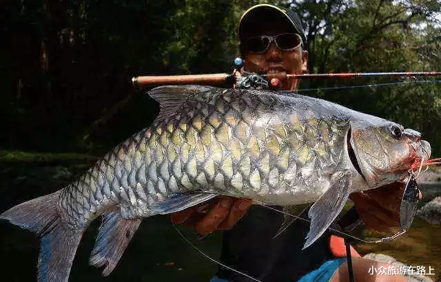 【马来西亚】马来西亚“最贵”的鱼,一口200,当地人吃不起,专卖给中国游客