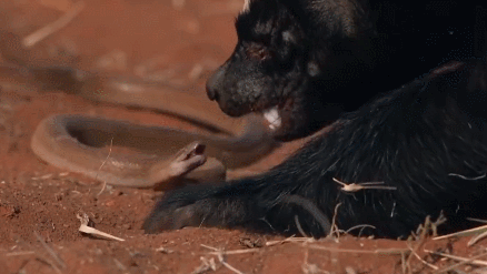 【蜜獾】平头哥，吃毒蛇就像吃辣条，真的百毒不侵吗？其实它被高估了