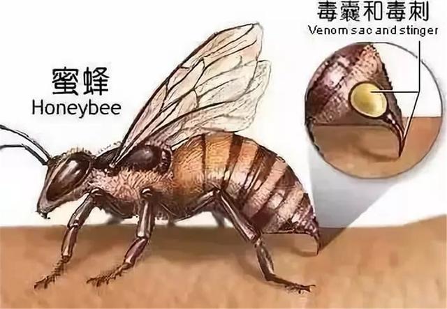 ?被自己“杀”死的动物,躲过了天敌,却死在自己手里