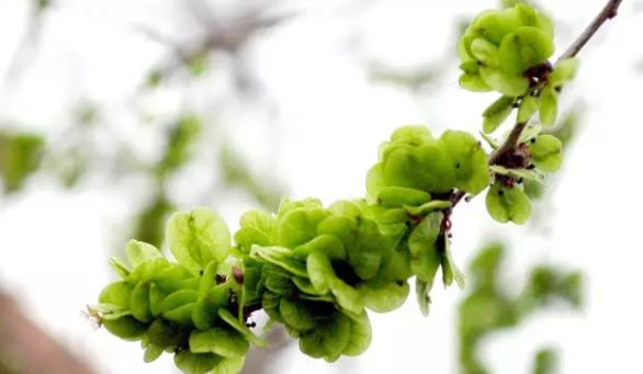 秦皇岛：秦皇岛舌尖上的春天，不可辜负的当季美味！
