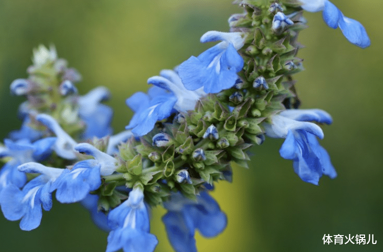 生肖|做人高调，做事高调，这四大生肖学不会低调