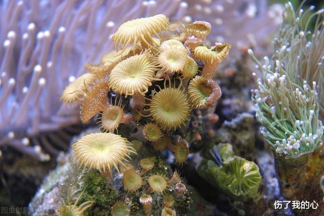 海龟|在海里欺负鲸鱼和海龟的藤壶,到底是什么东西呢?