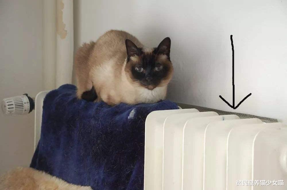 糊起来毫无征兆，有一种冷，叫当暹罗猫开始变黑……