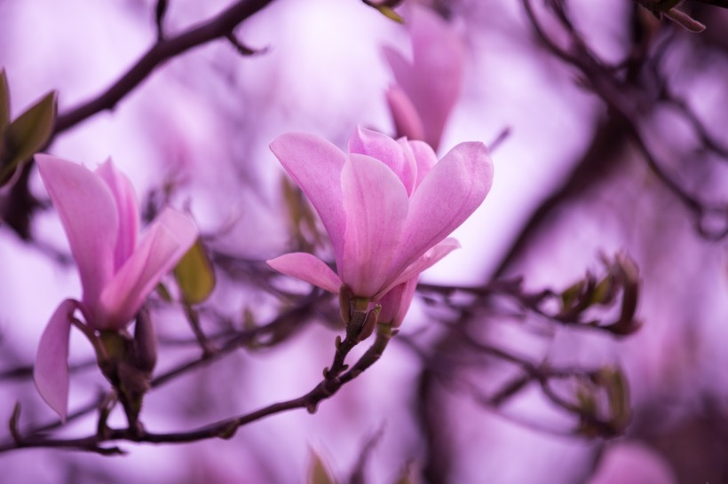 「生肖」6月底，感情运势提升，月老亲自来赐姻缘，情定终生的四大生肖