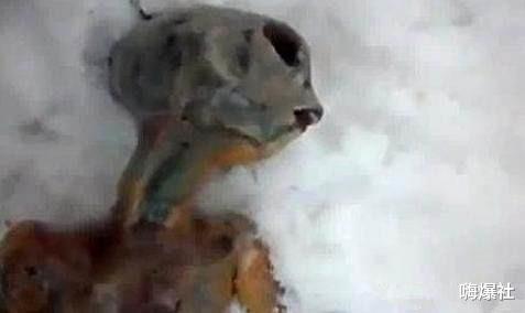 [外星人]地球上曾发现的外星人，看后让人捉摸不透