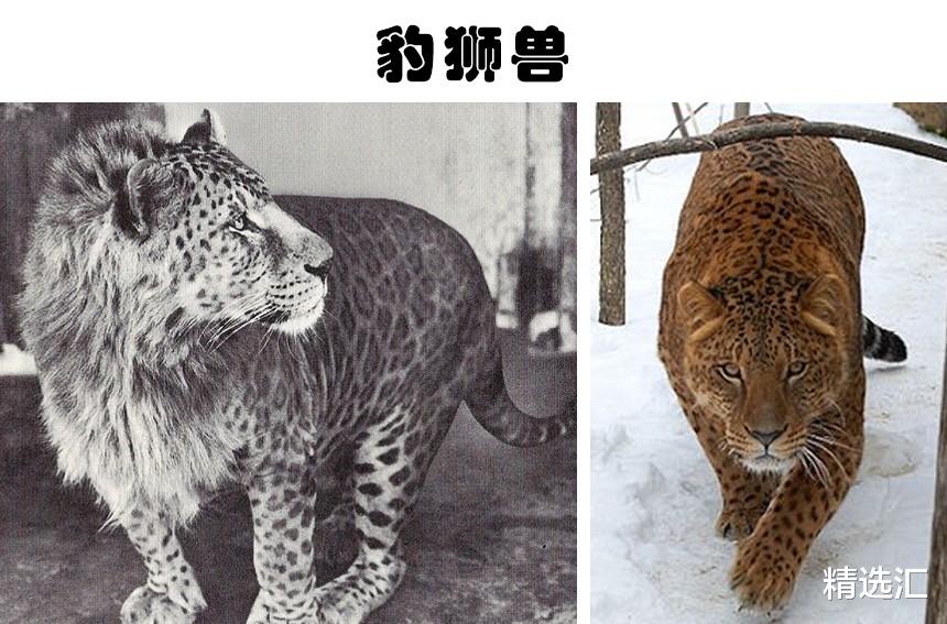 狮子|虽被认为是虚构，但在某种意义上真实存在的9种生物