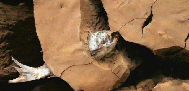 |世界上最强的“僵尸鱼”，晒成鱼干4年不死，入水3秒后立马复活