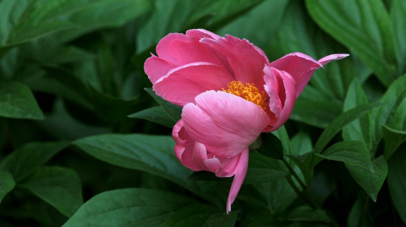 「生肖」6月底仰慕者众多,从来不缺异性缘,不会把脱单放在心上的4大生肖