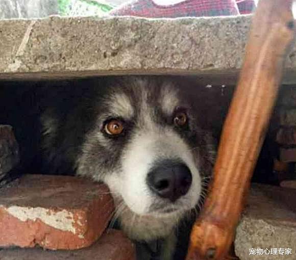 男子把二哈送回老家，没想到老爸发来照片，看清后却抬不起头来